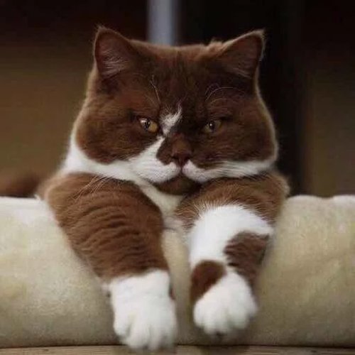 Постер к фильму Запуск online.selezen.net - поиск фильмов для онлайн просмотра